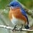 Bluebird42