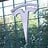 Franky_Tesla